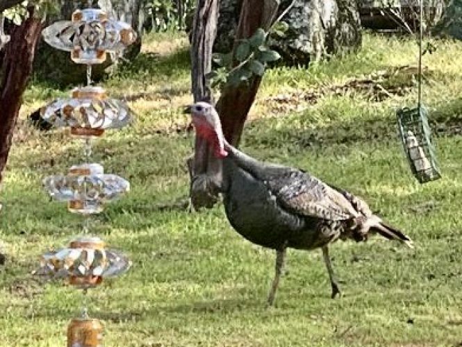 Wild turkeys are a common sight in the Spring.