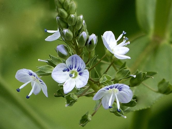 American (Birdseye) Speedwell