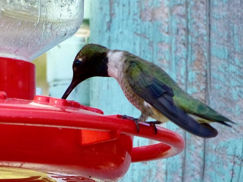 Black-chinned Hummingbird