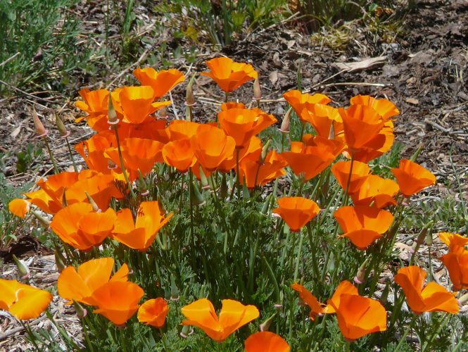 California Poppies