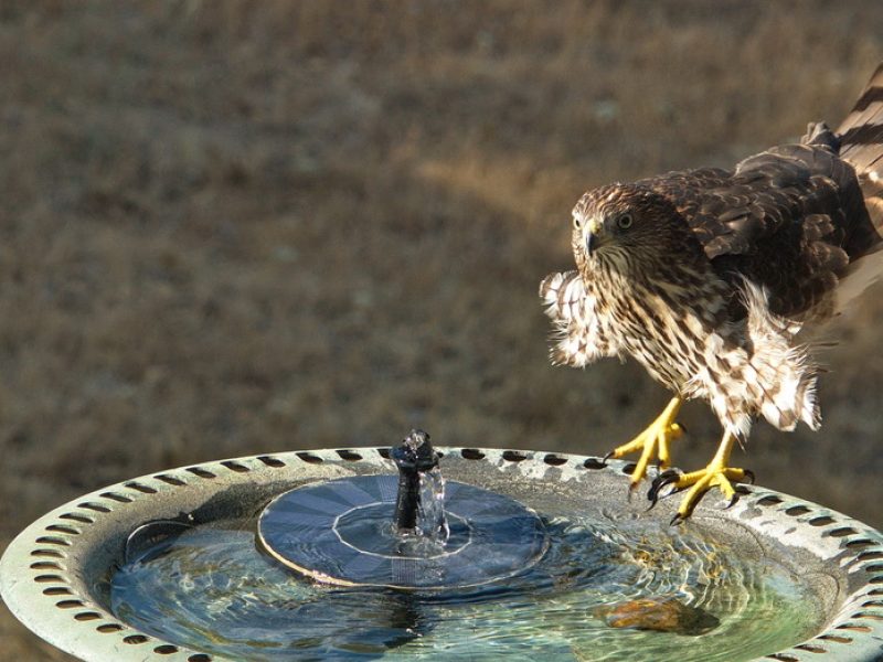 Coopers Hawk