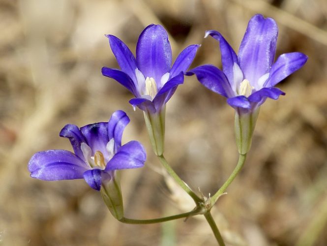 Elegant Brodiaea