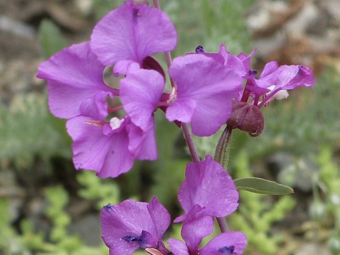 Elegant Clarkia