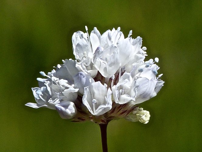 Foothill Gilia