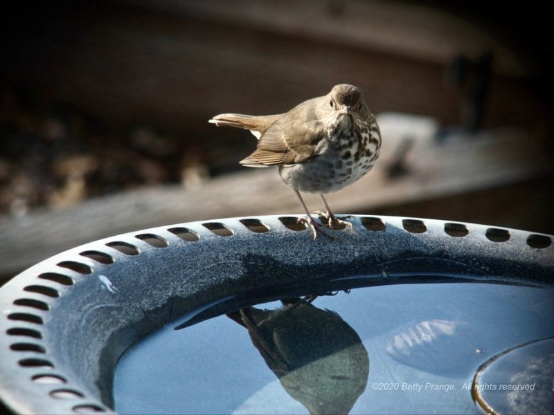 Hermit Thrush