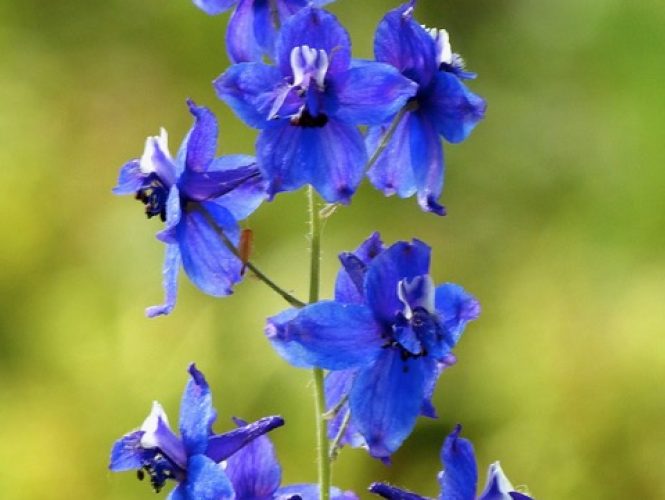 Larkspur