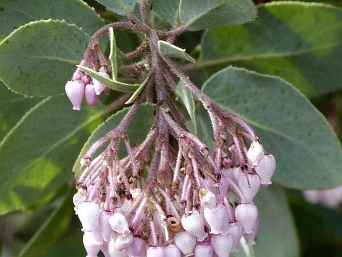 Manzanita Blooms