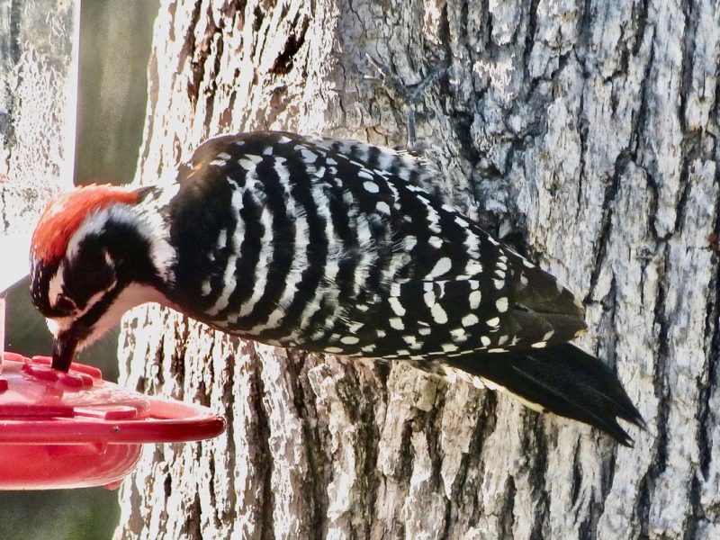 Nuttall's Woodpecker