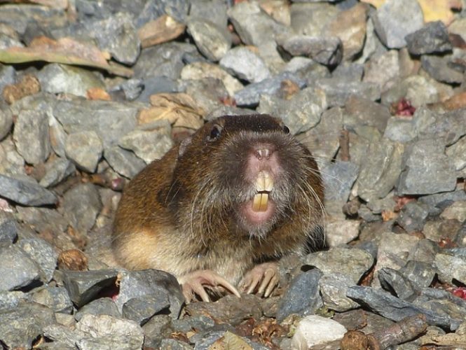 One of the Park's ubiquitous Gophers smiling for the camera!