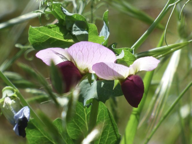 Austrian Field Pea