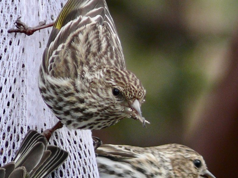 Pine Siskin