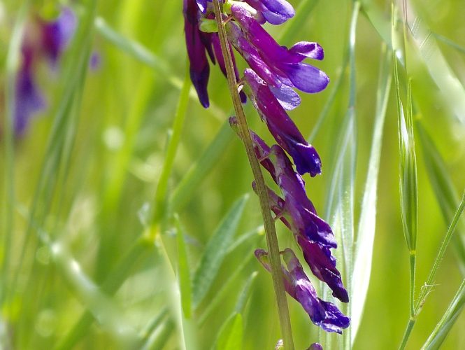 Purple Vetch