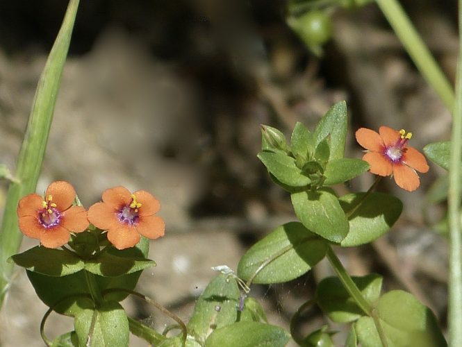 Scarlet Pimpernel