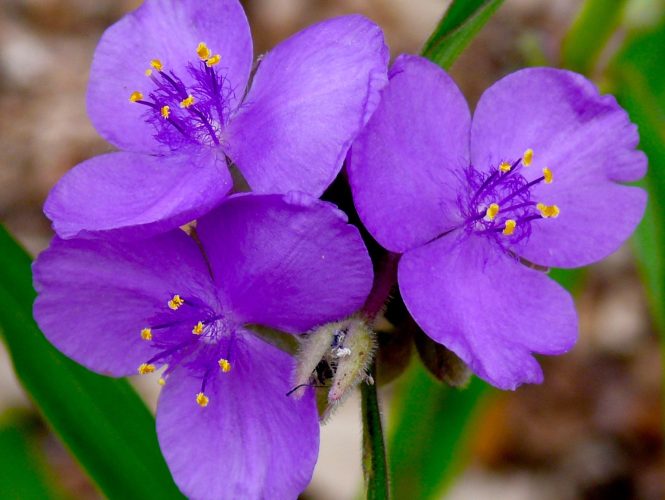 Spiderwort