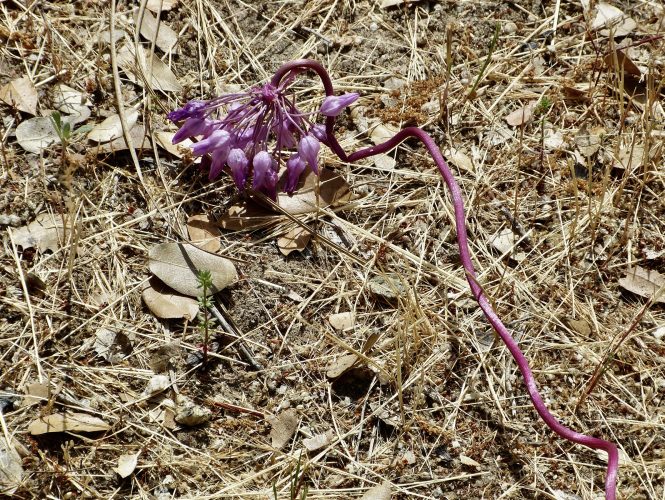 Twining Brodiaea