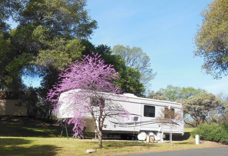 Red Bud trees bloom in the spring