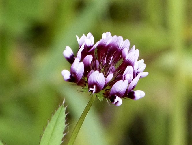 White-Tipped Clover