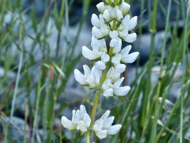 Whorled Lupine