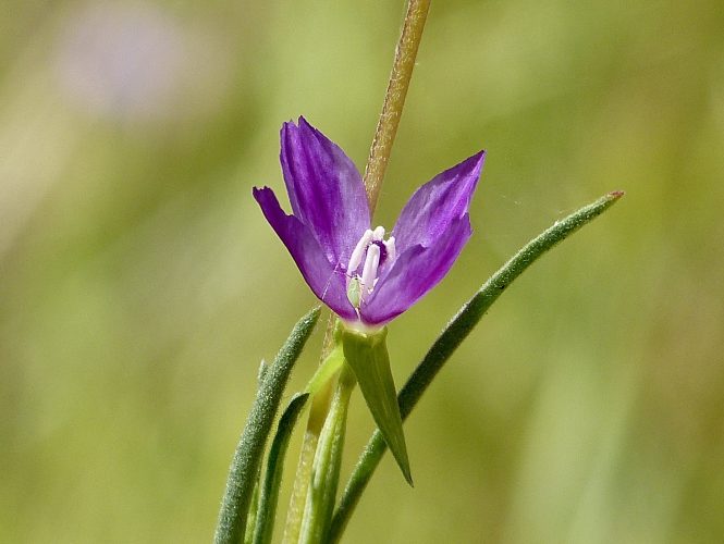 Wine Cup Clarkia