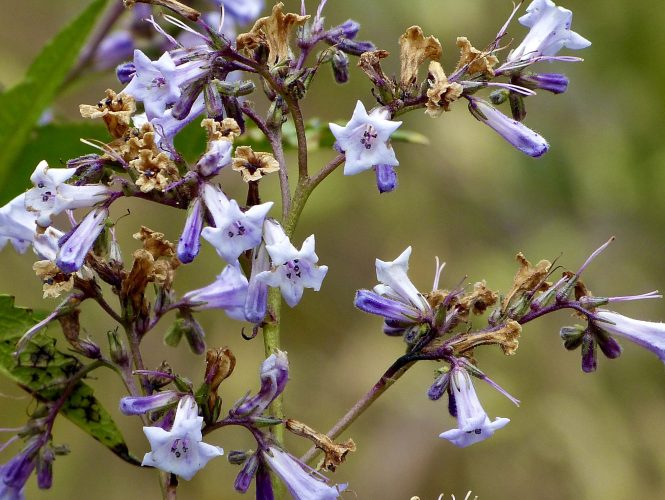 Yerba Santa