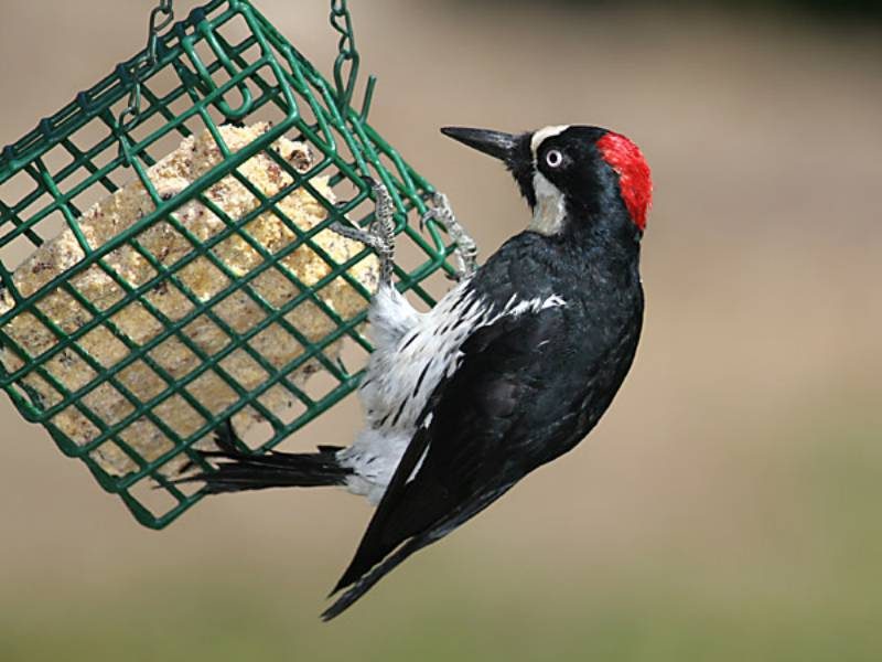 Acorn Woodpecker