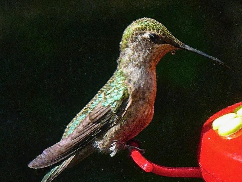 Anna's Hummingbird