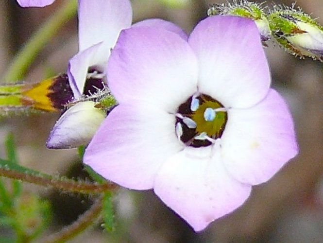 Bird's Eye Gilia