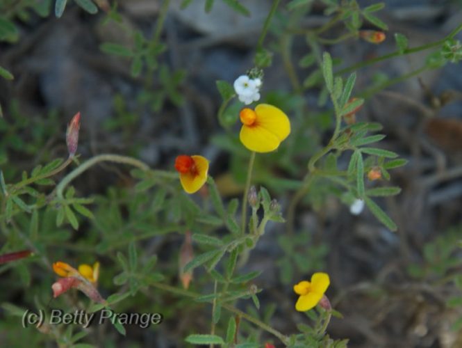 Bird's-foot Trefoil