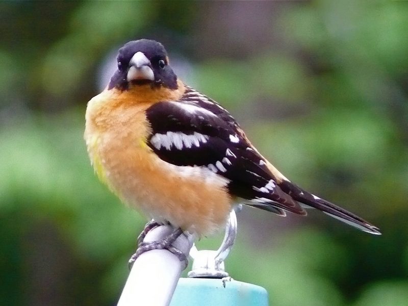 Black-headed Grosbeak