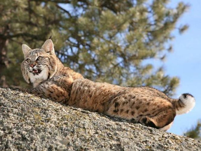 Bobcat sightings aren't rare as one might think.  These small hunters are occasional visitors, quick to retreat at the slightest sound or sight.