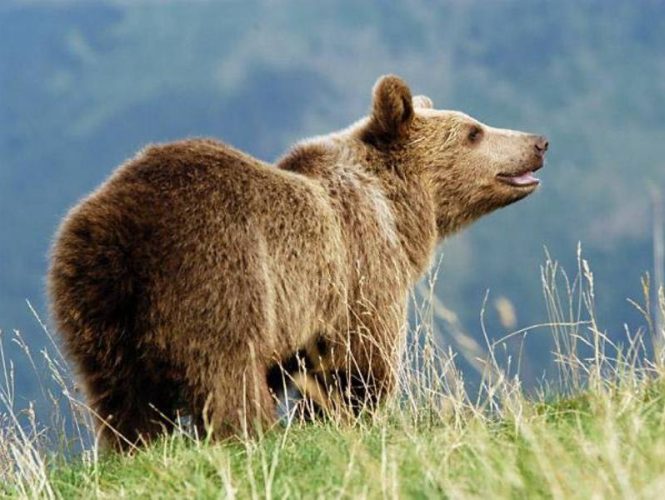 In over 25 years of Park Sierra history, tracks or other signs of brown bears have been reported a handful of times.