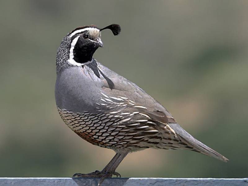 California Quail