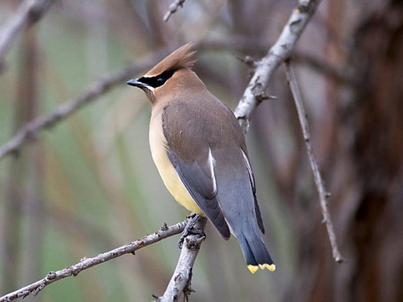 Cedar Waxwing