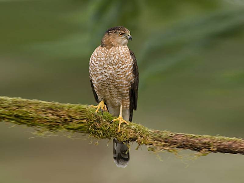 Cooper's Hawk