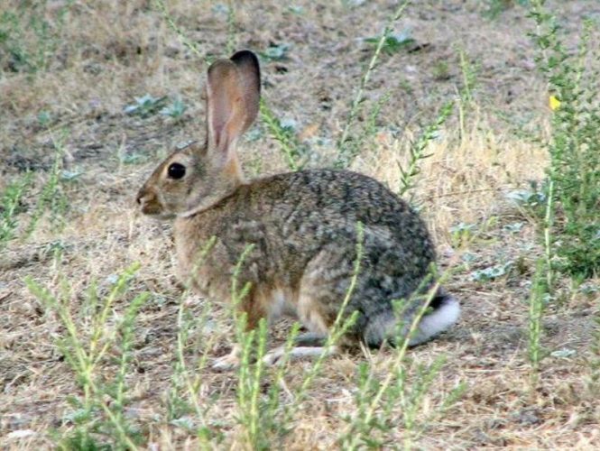 Seen throughout the park, cottontail rabbits think if they stay still then no one can see them.