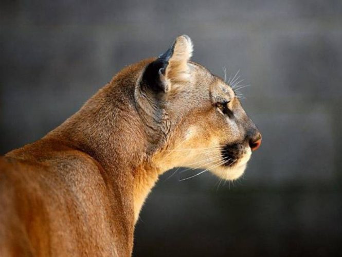 Cougar - Very rarely in Park history, these solitary hunters have been reported in the woods around Park Sierra