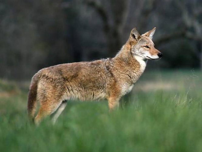 Coyote - These small hunters are mostly heard, not seen, in woods surrounding the Park.  Visitors are cautioned to always make sure their pets are protected, especially at night.