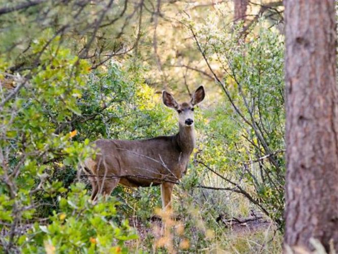 Often early or late in the day, deer can be seen moving silently through the park.