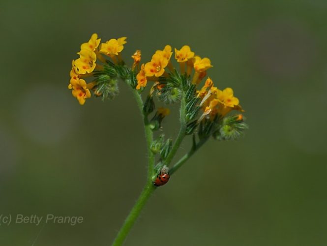 Fiddleneck