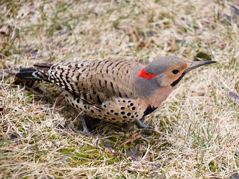 Northern Flicker