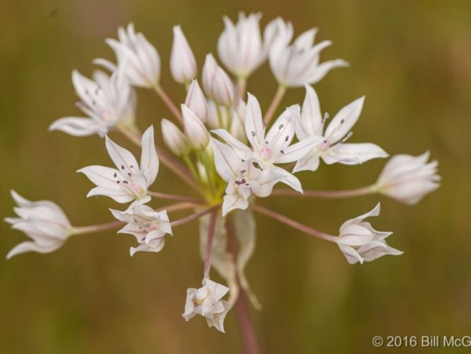 Glassy Onion