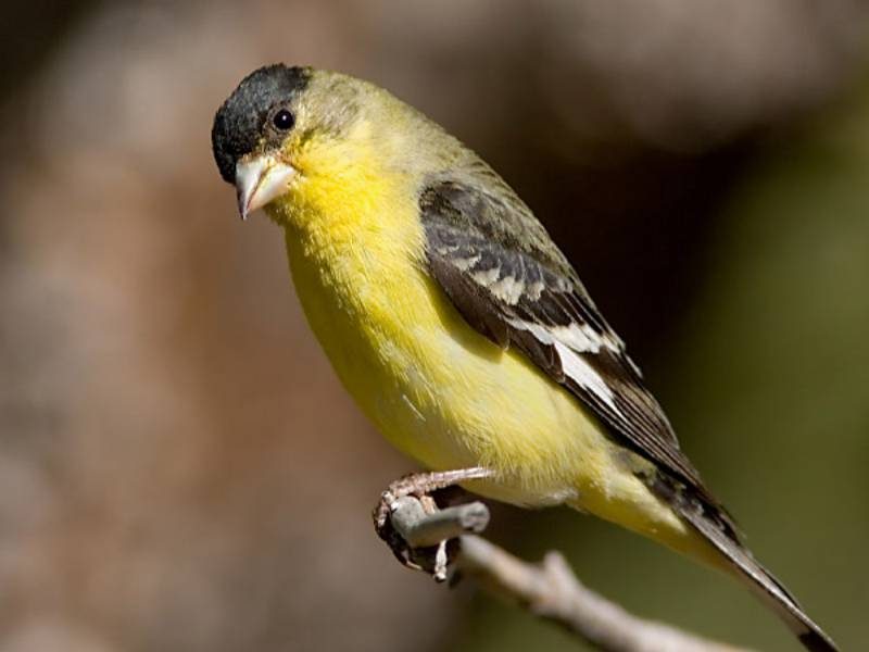 Lesser Goldfinch