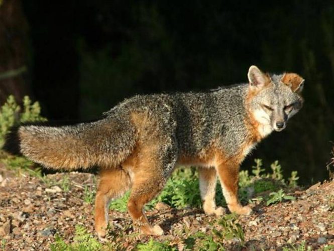 Smaller than coyotes, gray fox are shy and rarely seen but still consider our woodlands their habitat.