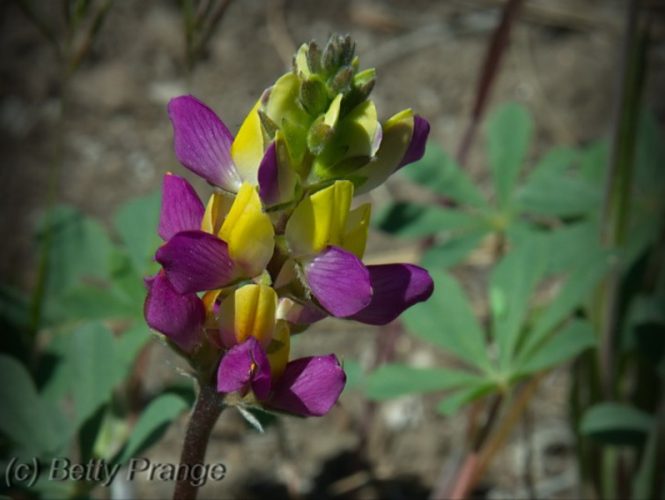 Harlequin Lupine