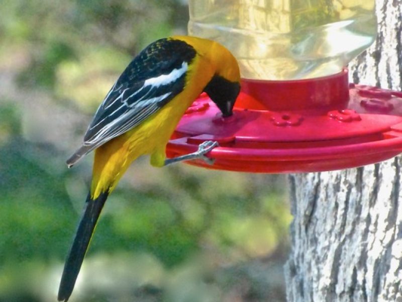 Hooded Oriole