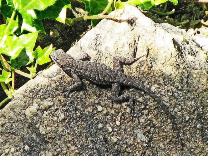 Look quick! Small lizards enjoy the sun but will quickly hide if people get too close.