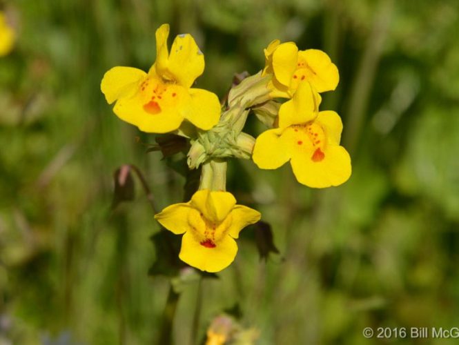 Monkey Flower