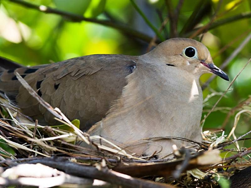 Mourning Dove