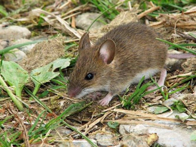 Field mice and wood rats are mostly harmless but can be a nuisance to stored vehicles.