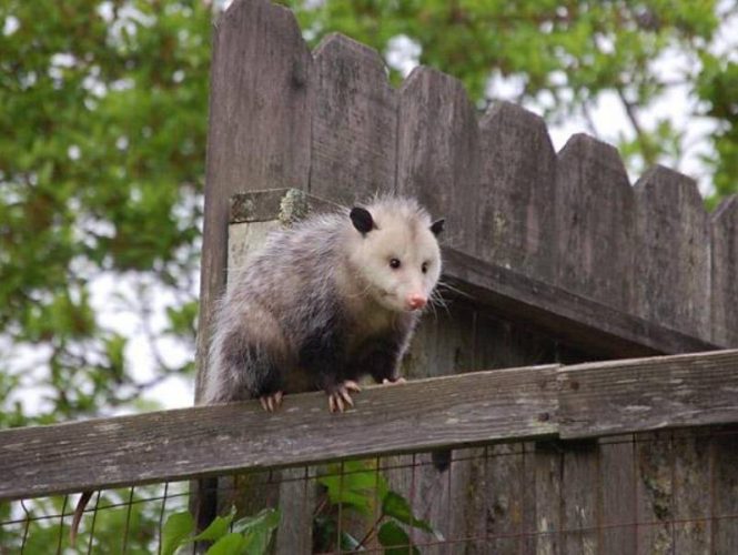 Another shy animal, opossums share Park Sierra's forests with our Members.